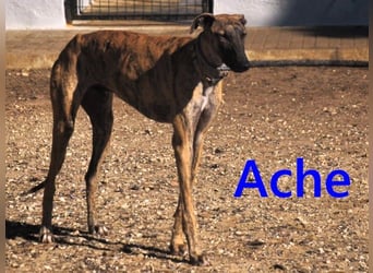 Ache geb. 03/2025 (ESP) - menschenbezogener und verspielter, junger Galgo!