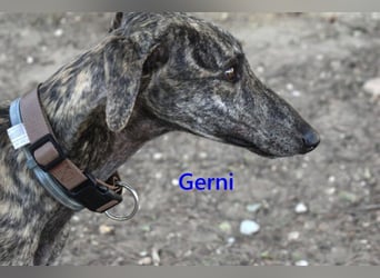 Gerni geb. 05/2025 (ESP) - verschmuster Galgo will wieder lernen zu Vertrauen!