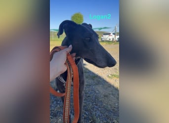 Logan2 geb. 01/2024 (ESP) - ausgeglichener und sozialer Galgo!