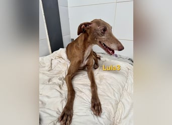Lula3 geb. 11/2021 (ESP) - wunderschöne Galga... ihre Geschichte soll endlich ein Happy End haben!