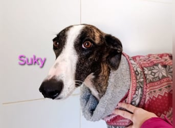 Suky geb. 02/2023 (ESP) - fröhliche und liebevolle Galgo Espanol Hündin sucht eine Familie!