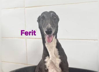 Ferit geb. 01/2017 (ESP) - liebevolle Galga hat endlich ihr Glück verdient!!
