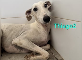 Thaigo2 geb. 03/2024 (ESP) - NOTFALL! erfahrene Hundemenschen gesucht!
