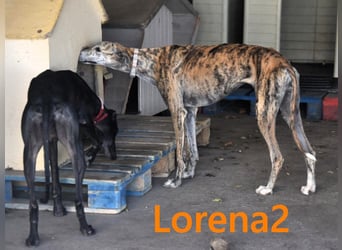 Lorena2 geb. 08/2023 (ESP) - total liebe und verschmuste Galga sucht ihr Glück!