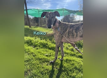 Keiko geb. 07/2020 (ESP) - liebevoller Galgomann sucht seine Familie!