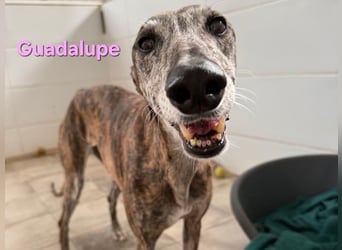 Guadalupe geb. 01/2015 (ESP) - soziale, liebevolle Galga will endlich Liebe kennenlernen!