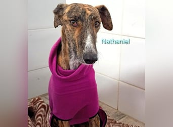 Nathaniel geb. 07/2021 (ESP) - lieber, ausgeglichener und verschmuster Galgo!