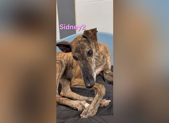 Sidney2 geb. 04/2019 (ESP) - menschenbezogene Galga sucht ihr Für-immer-Körbchen!