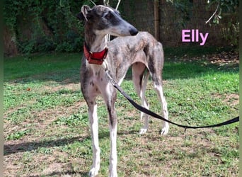 Elly geb. 07/2020 (in Deutschland) - liebevolle, verspielte Rauhhaargalga!
