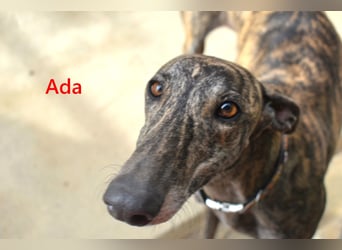 Ada geb. 07/2024 (ESP) - menschenbezogene, sanfte Galga!
