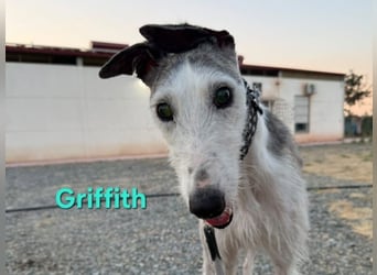 Griffith geb. 01/2021 (ESP) - ein ganz besonderer Galgo sucht seine Menschen!