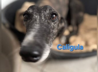 Caligula geb. 12/2020 (ESP) - eleganter, ganz besonderer Galgo!