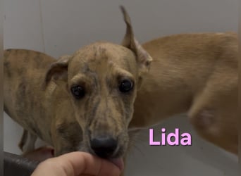 Lida geb. 06/2026 (ESP) - offenes, fröhliches Galgomädchen. Unser Sonnenschein!