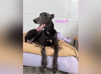 Nube3 geb. 03/2024 (ESP) - dringend Pflegestelle oder Zuhause für liebevolle Galga gesucht!