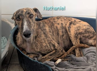 Nathaniel geb. 07/2021 (ESP) - lieber, ausgeglichener und verschmuster Galgo!