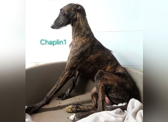Chaplin1 geb. 01/2023 (ESP) - ruhiger und anhänglicher, sanfter Galgo!