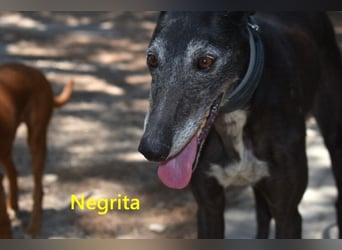 Negrita geb. 09/2022 (ESP) - edle und menschenbezogene Galga, eine treue Seele!