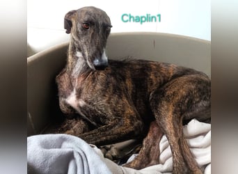 Chaplin1 geb. 01/2023 (ESP) - ruhiger und anhänglicher, sanfter Galgo!