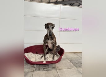 Guadalupe geb. 01/2015 (ESP) - soziale, liebevolle Galga will endlich Liebe kennenlernen!
