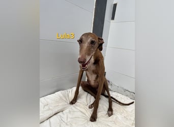 Lula3 geb. 11/2021 (ESP) - wunderschöne Galga... ihre Geschichte soll endlich ein Happy End haben!