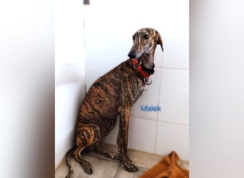 Malek geb. 03/2024 (ESP) - sozialer, ruhiger und zurückhaltender Galgo!