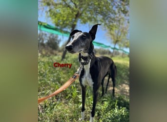 Cherry geb. 10/2021 (ESP) - wunderschöne, soziale Galga sucht ihre Menschen!