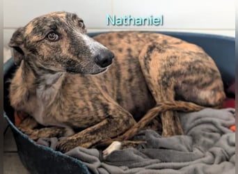 Nathaniel geb. 07/2021 (ESP) - lieber, ausgeglichener und verschmuster Galgo!