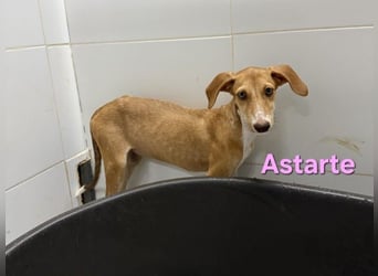 Astarte geb. 06/2026 (ESP) - wunderschönes Galgomädchen sucht ihre Familie!