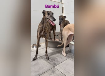 Bambú geb. 08/2019 (ESP) - diese sanfte Galga sucht erfahrene Menschen!