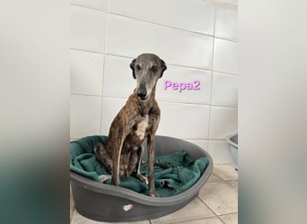 Pepa2 geb. 01/2015 (ESP) - sanfte, soziale Galga verdient endlich ein schönes Leben!