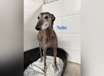 Totki geb. 06/2023 (ESP) - sanfter, feinfühliger Galgo der Herzen leise berührt!