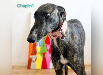 Chaplin1 geb. 01/2023 (ESP) - ruhiger und anhänglicher, sanfter Galgo!