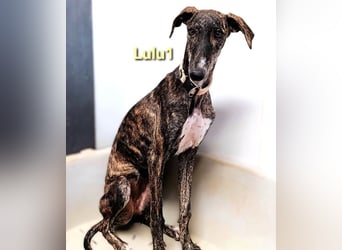 Lulu1 geb. 02/2025 (ESP) - sympathisches und fröhliches Galgo Mädchen!