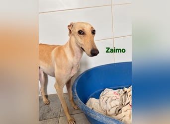Zaimo geb. 10/2023 (ESP) - schüchterner, wunderschöner Galgo sucht erfahrene Menschen!