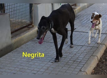 Negrita geb. 09/2022 (ESP) - edle und menschenbezogene Galga, eine treue Seele!