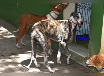 Pako geb. 07/2022 (ESP) - unheimlich lieber, fröhlicher Galgo!