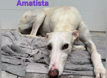 Amatista geb. 02/2019 (ESP) - wunderschöne Traumgalga möchte neu beginnen!
