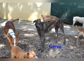 Gerni geb. 05/2025 (ESP) - verschmuster Galgo will wieder lernen zu Vertrauen!