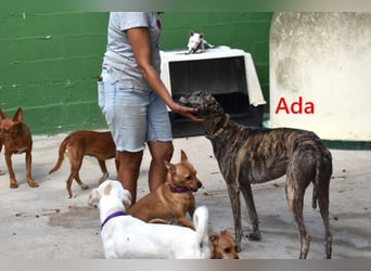 Ada geb. 07/2024 (ESP) - menschenbezogene, sanfte Galga!