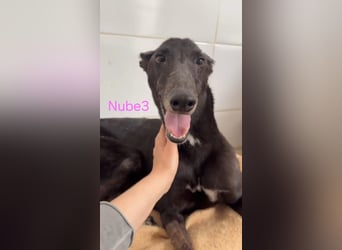 Nube3 geb. 03/2024 (ESP) - dringend Pflegestelle oder Zuhause für liebevolle Galga gesucht!