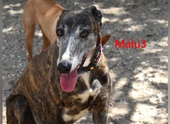Malu3 geb. 02/2016 (ESP) - liebevolle Galga hat endlich ihr Glück verdient!
