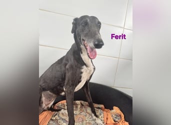 Ferit geb. 01/2017 (ESP) - liebevolle Galga hat endlich ihr Glück verdient!!
