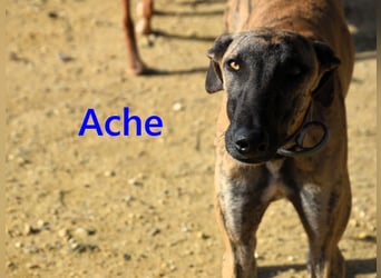 Ache geb. 03/2025 (ESP) - menschenbezogener und verspielter, junger Galgo!