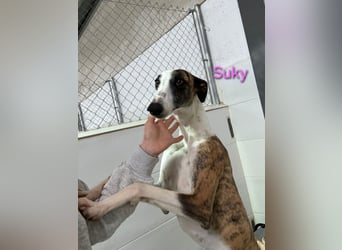 Suky geb. 02/2023 (ESP) - fröhliche und liebevolle Galgo Espanol Hündin sucht eine Familie!