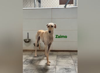 Zaimo geb. 10/2023 (ESP) - schüchterner, wunderschöner Galgo sucht erfahrene Menschen!