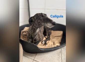 Caligula geb. 12/2020 (ESP) - eleganter, ganz besonderer Galgo!