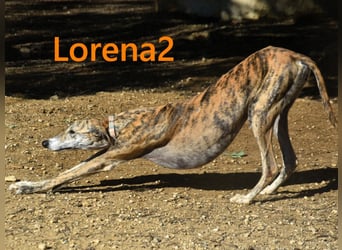 Lorena2 geb. 08/2023 (ESP) - total liebe und verschmuste Galga sucht ihr Glück!