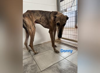 Donny geb. 04/2022 (ESP) - sanfter Galgo der so viel mehr verdient hat!
