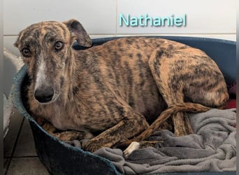 Nathaniel geb. 07/2021 (ESP) - lieber, ausgeglichener und verschmuster Galgo!