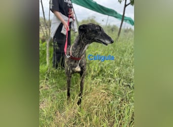 Caligula geb. 12/2020 (ESP) - eleganter, ganz besonderer Galgo!